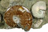 Wide, Composite Ammonite Fossil Display - Madagascar #175825-2